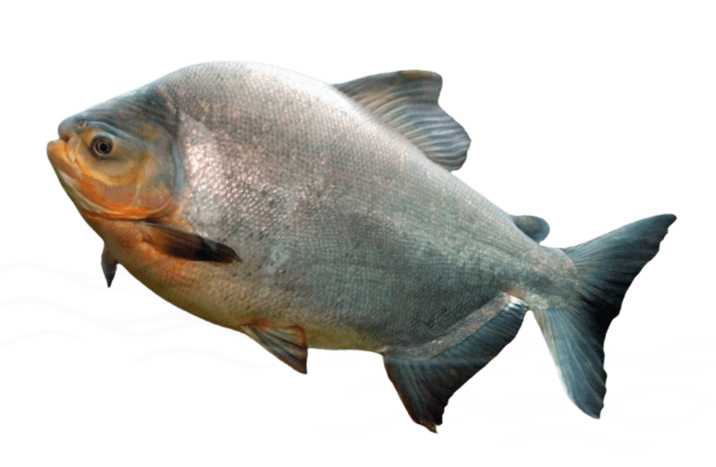 fish