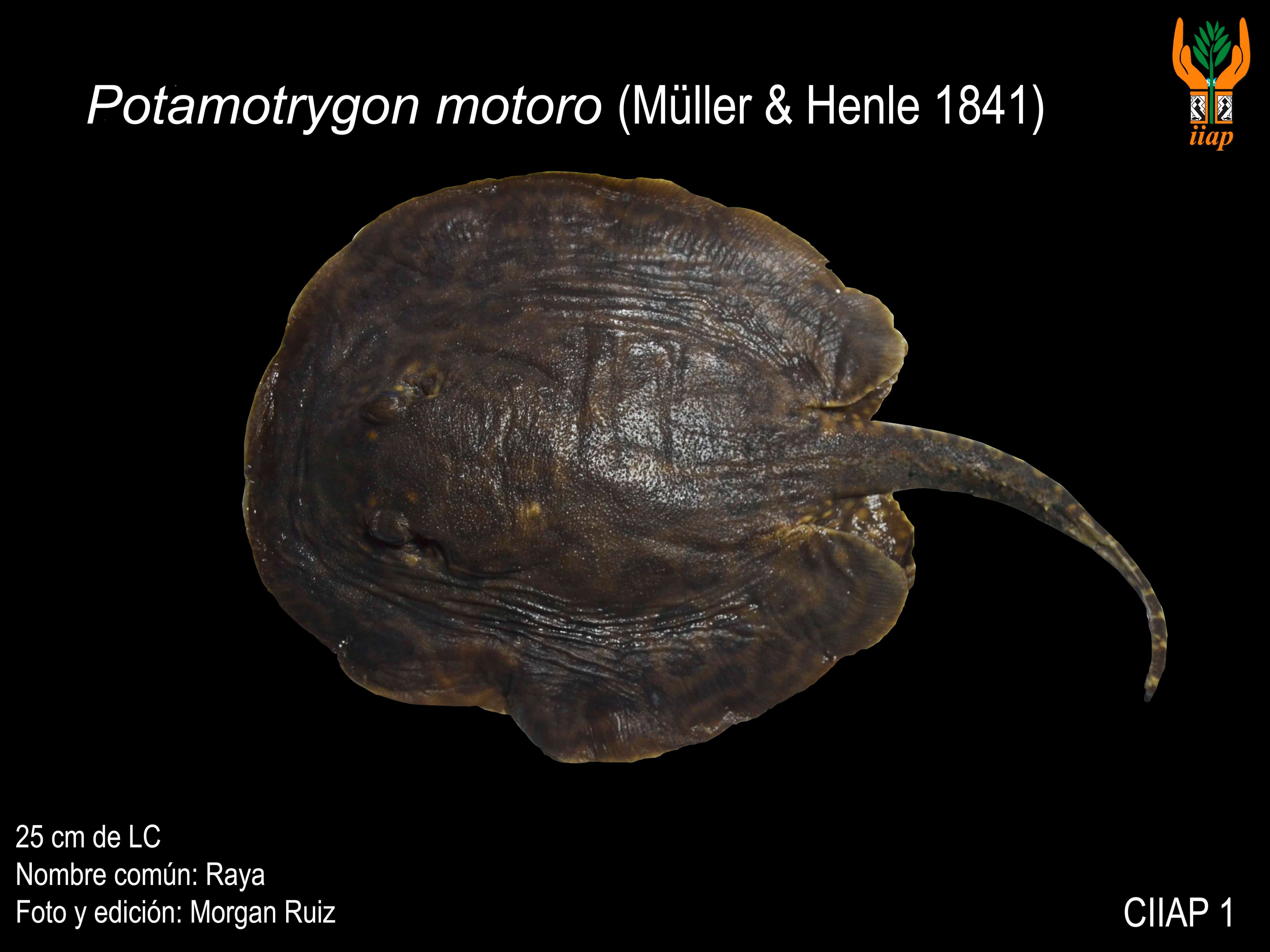 Image of potamotrygon motoro