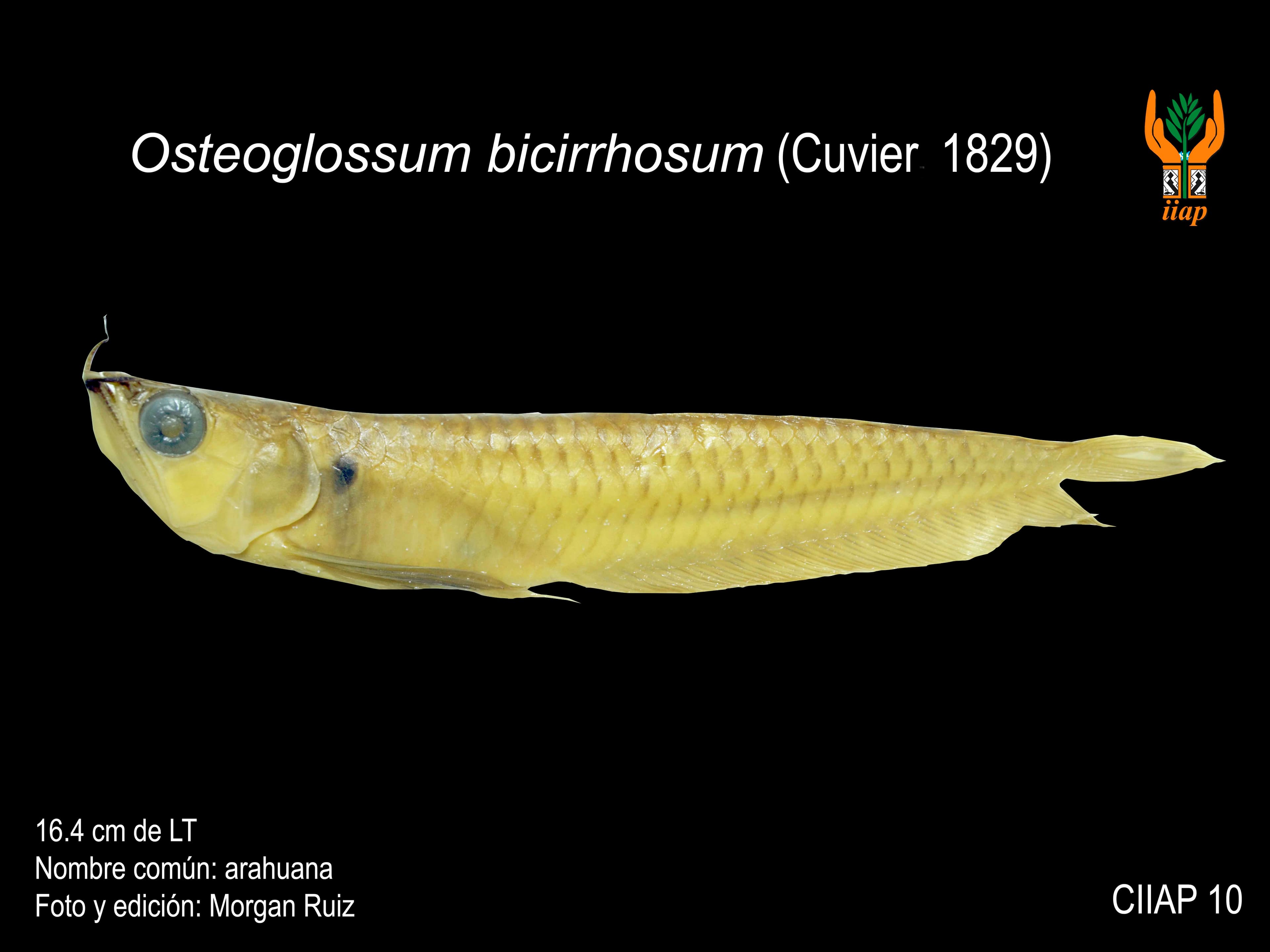 Image of osteoglossum bicirrhosum