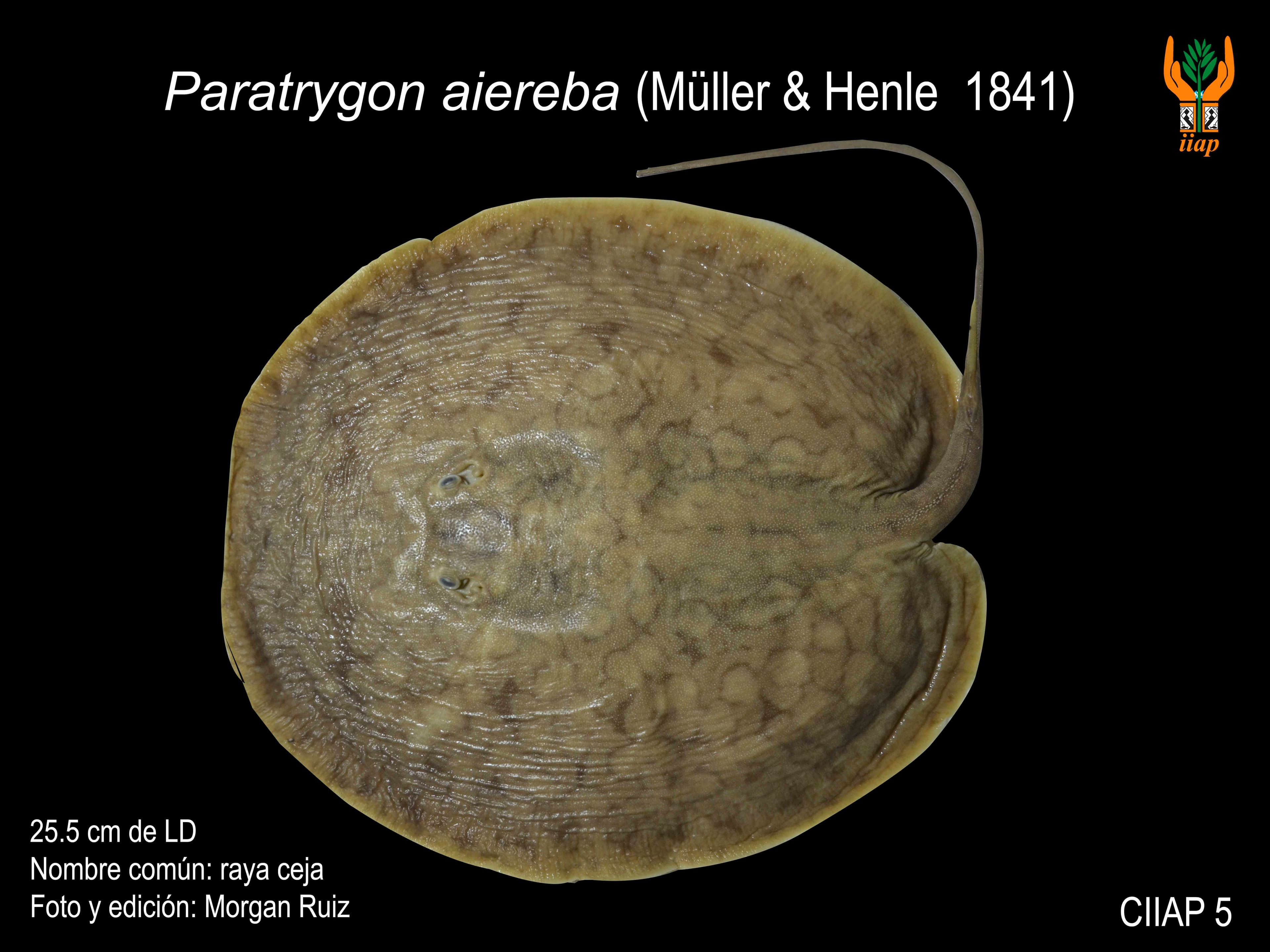 Image of paratrygon aiereba
