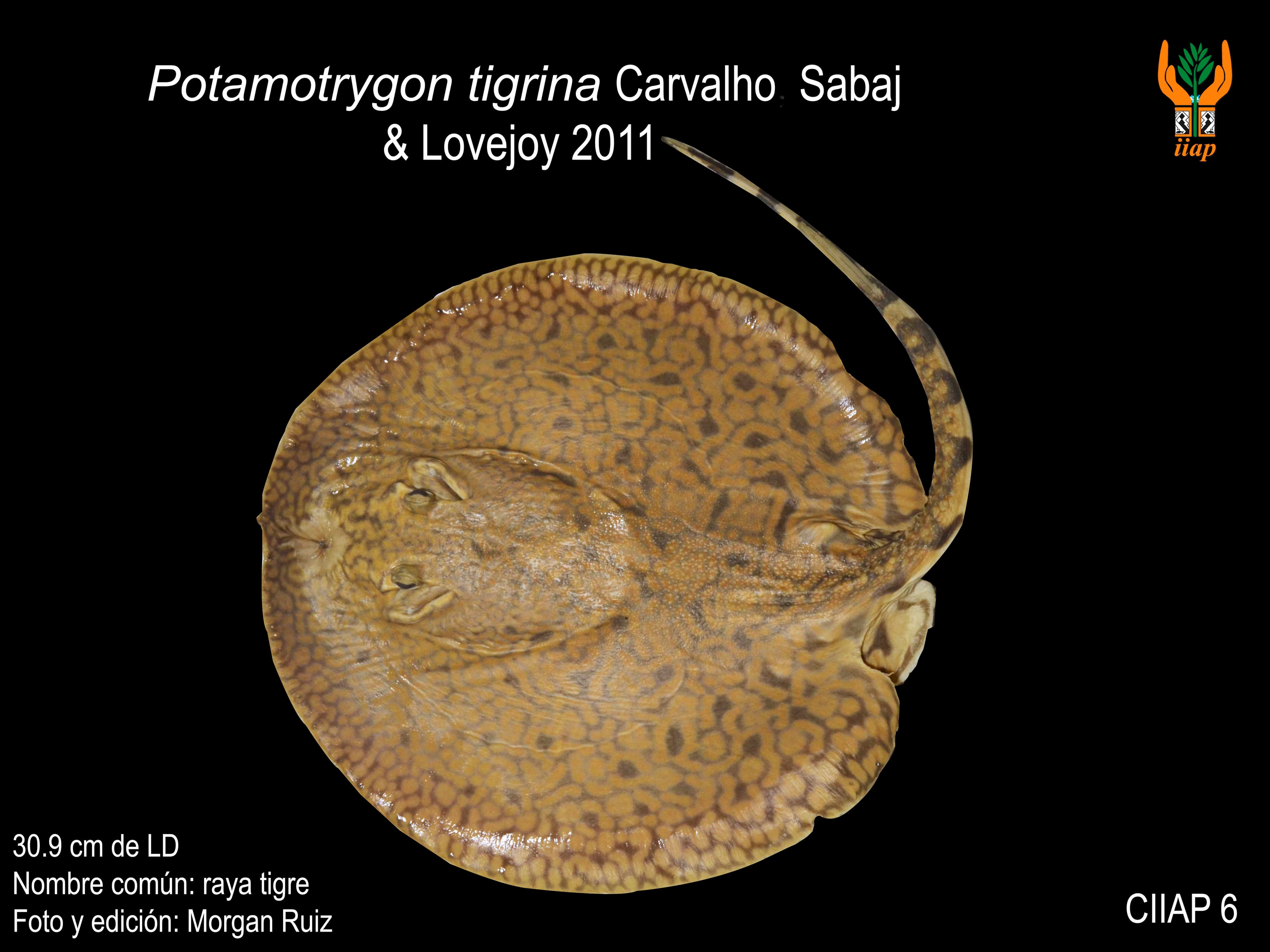 Image of potamotrygon tigrina