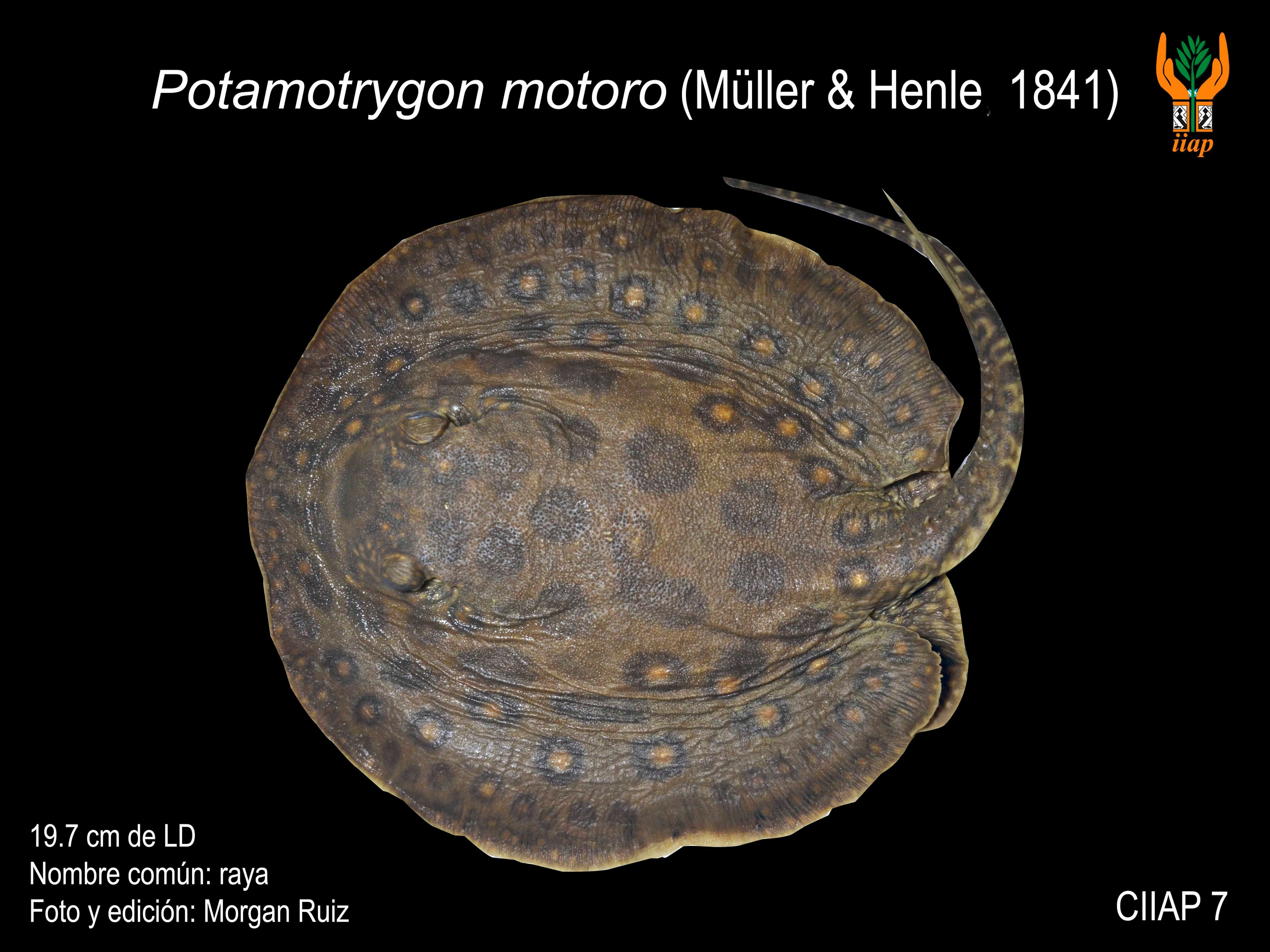 Image of potamotrygon motoro