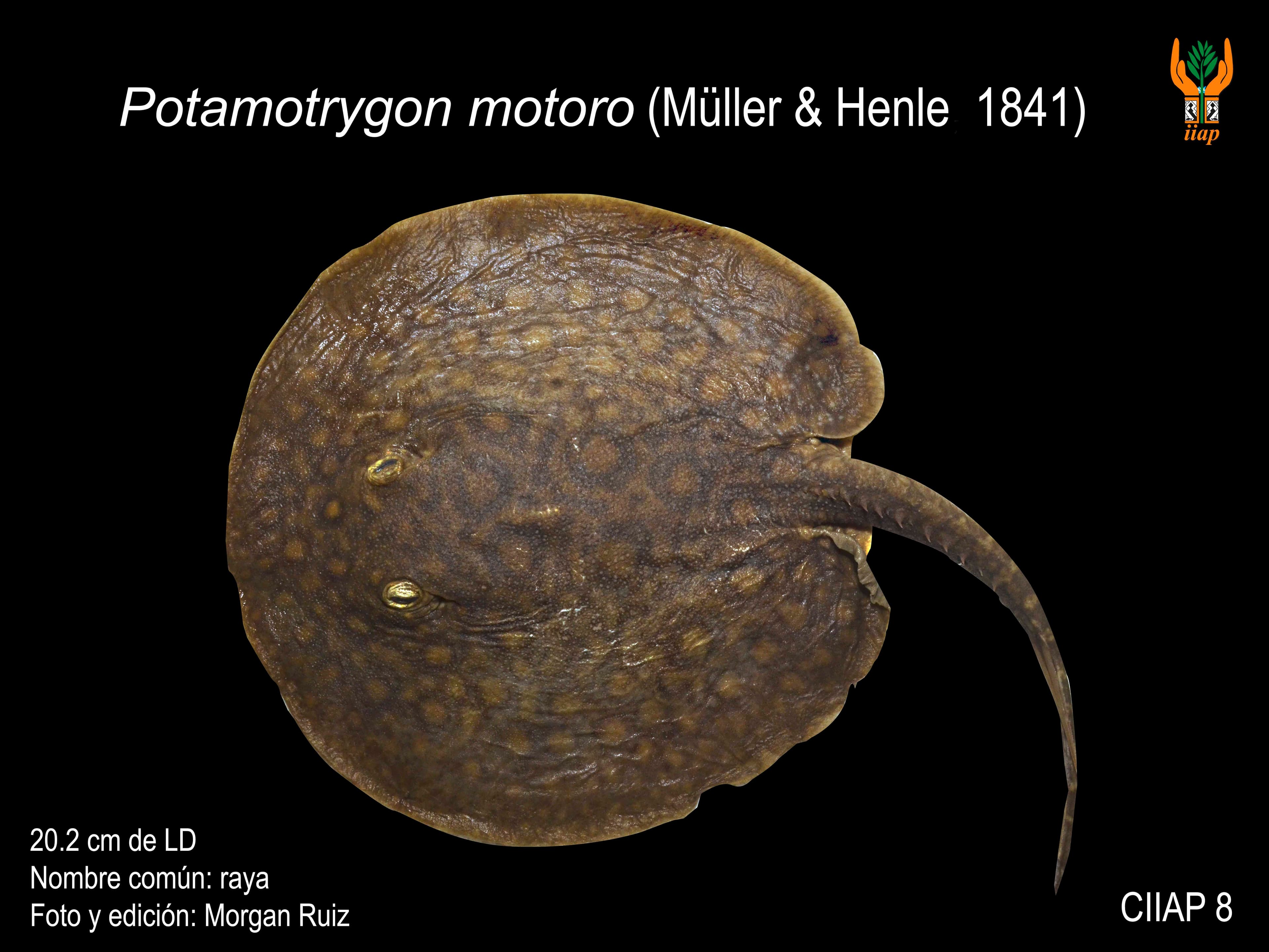 Image of potamotrygon motoro