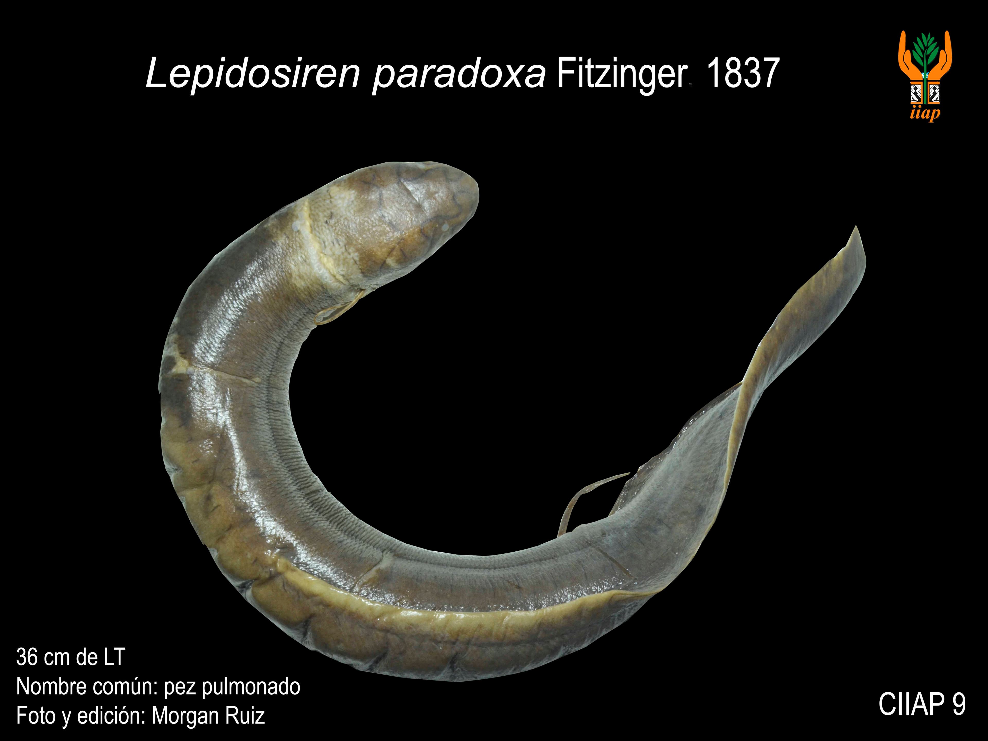 Image of lepidosiren paradoxa